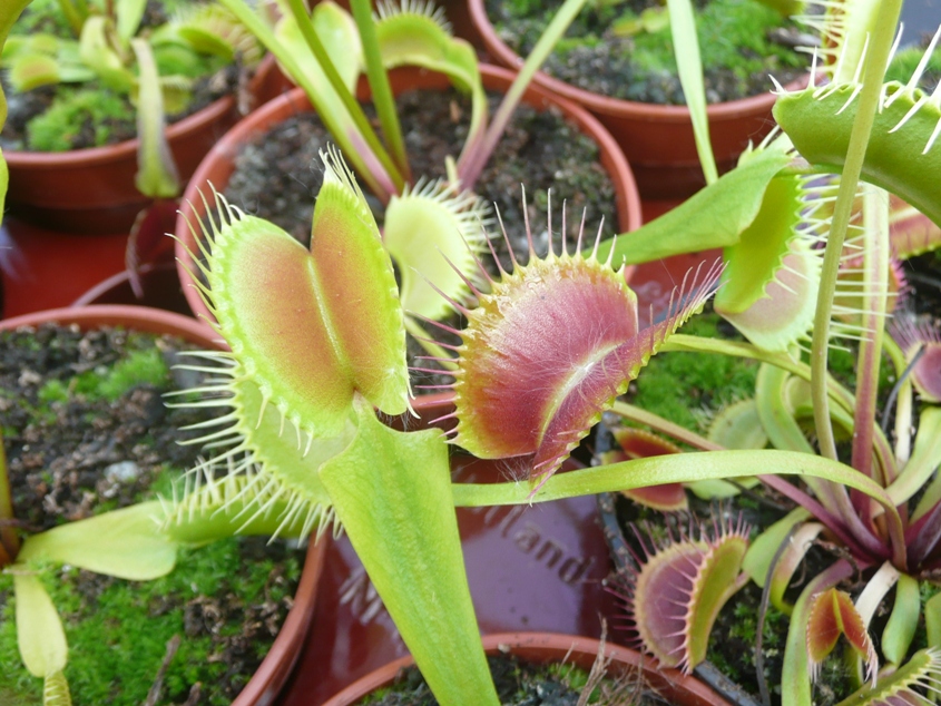 How to Care for a Venus Fly Trap in 2024