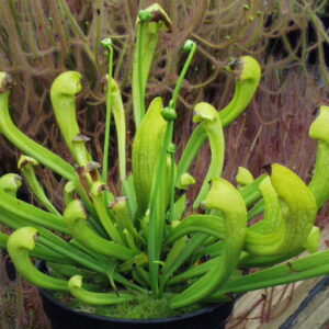 Sarracenia x gilpini heterophylla