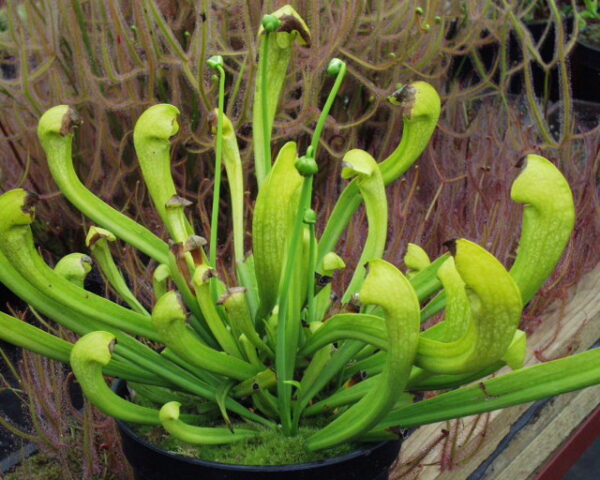Sarracenia x gilpini heterophylla