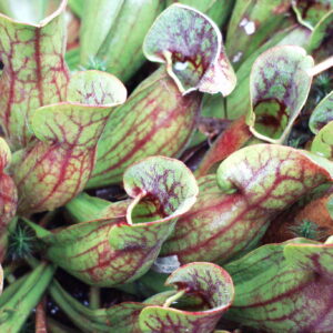 Sarracenia purpurea ssp purpurea Huntsmans Cap