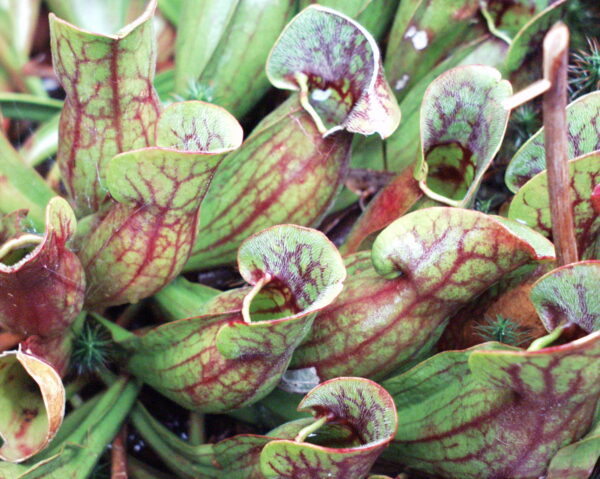 Sarracenia purpurea ssp purpurea Huntsmans Cap