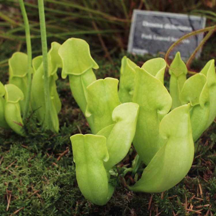 S. purpurea purpurea var heterophylla