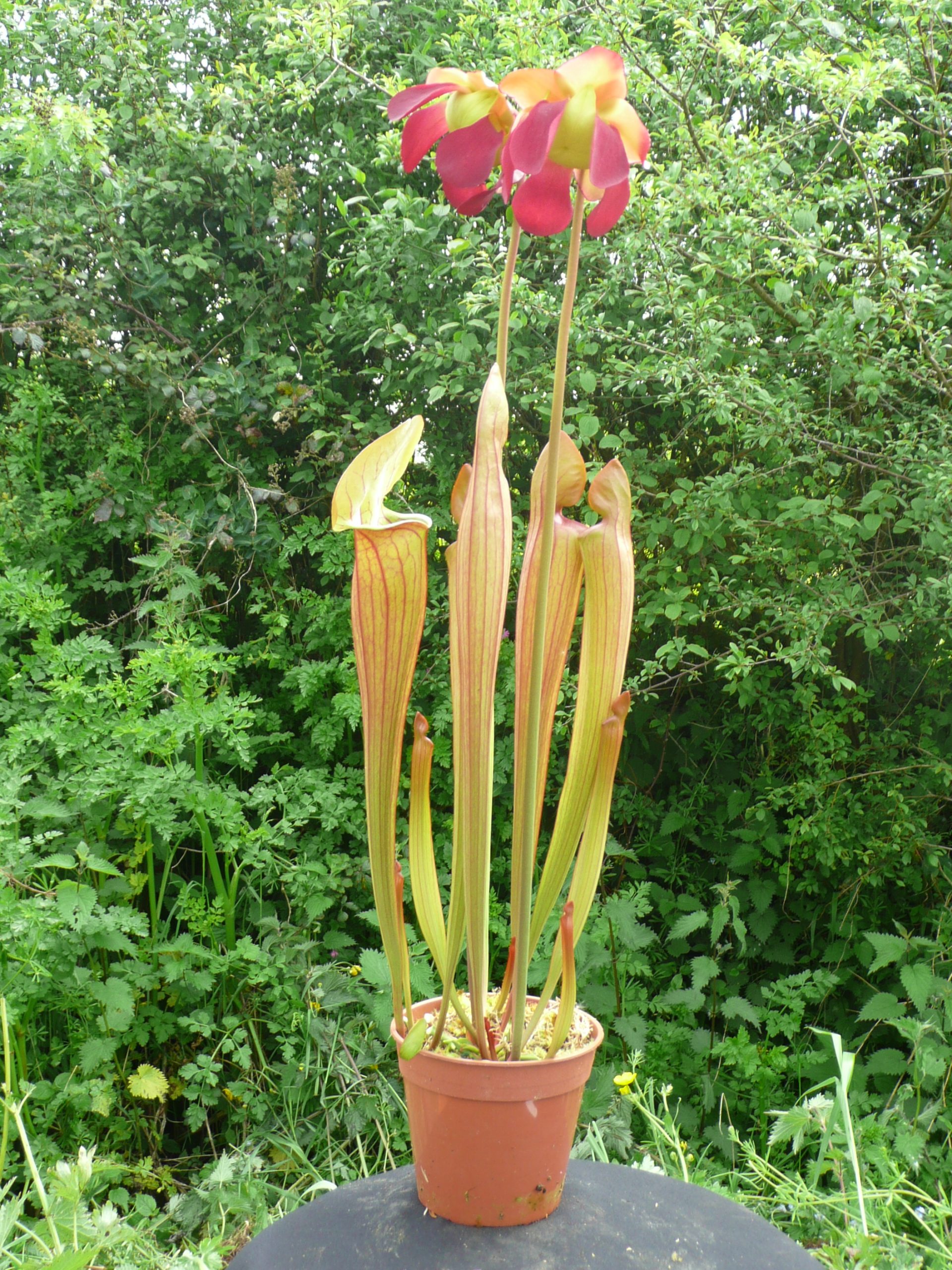 Sarracenia Oreophila X Purpurea South West Carnivorous Plants