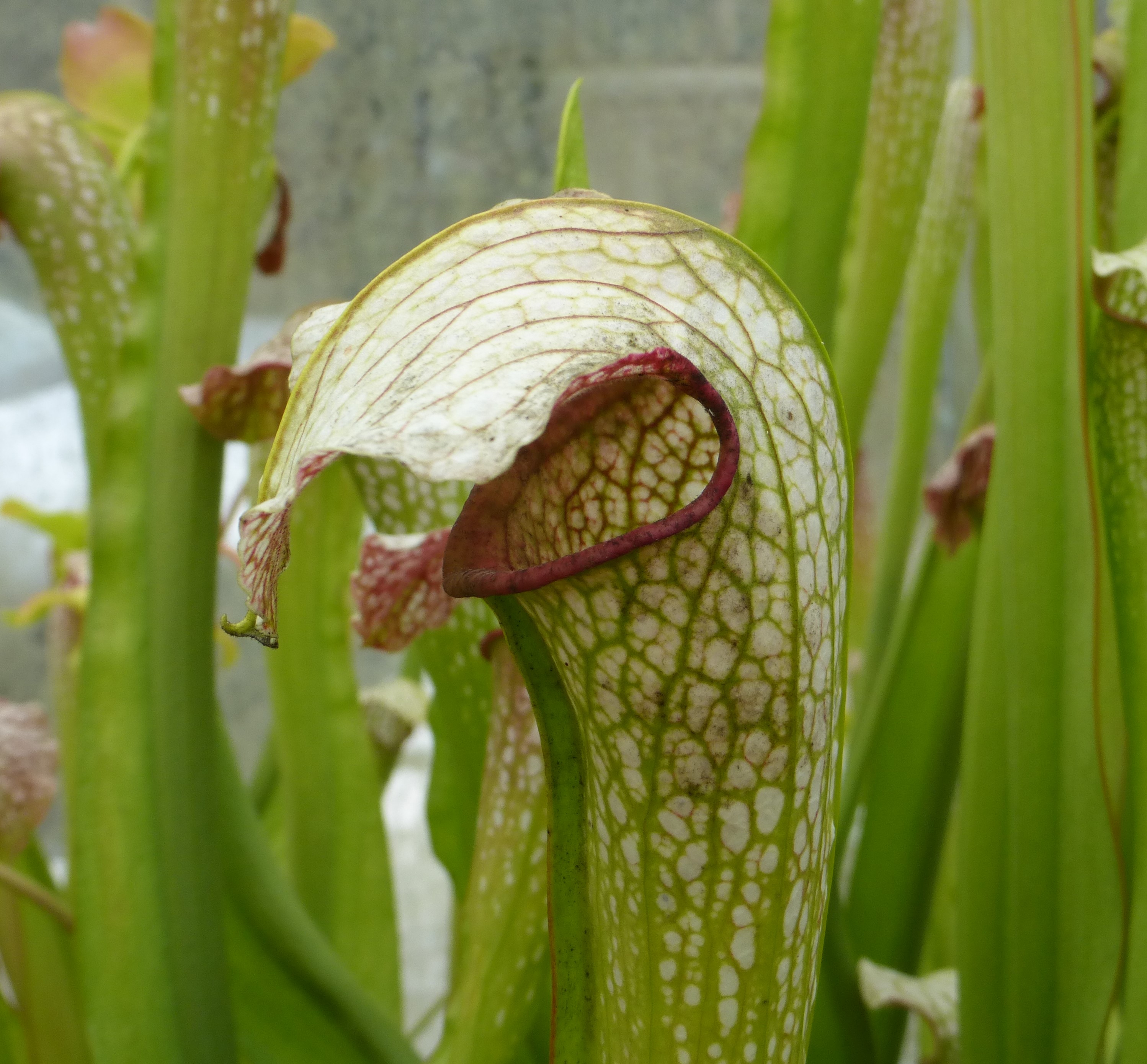 Sarracenia x excellens yellow flowered form
