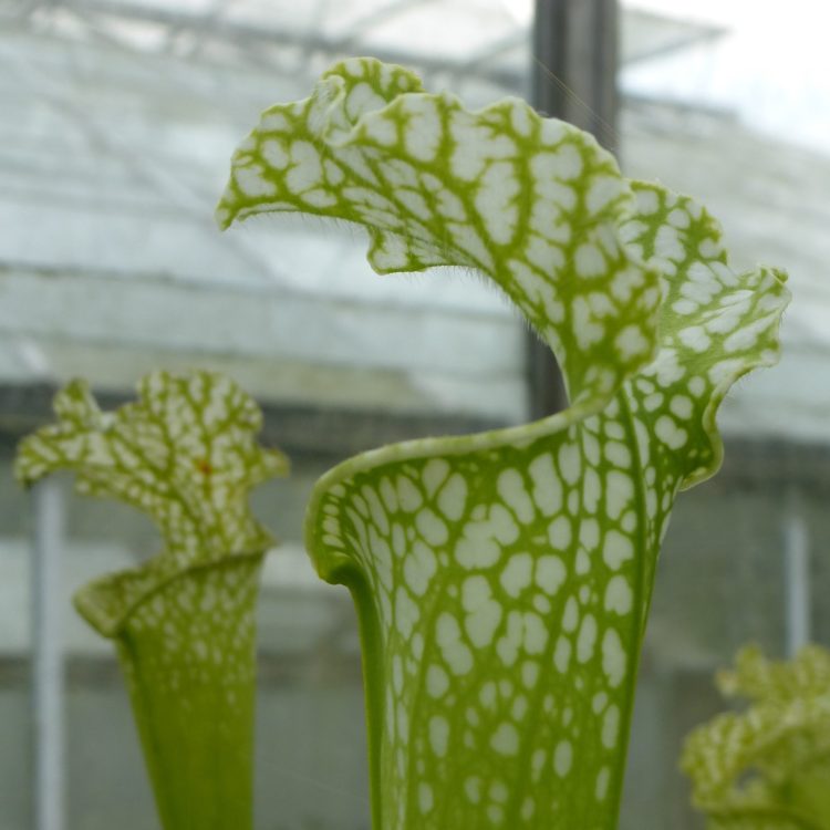 Sarracenia leucophylla Green Mutant