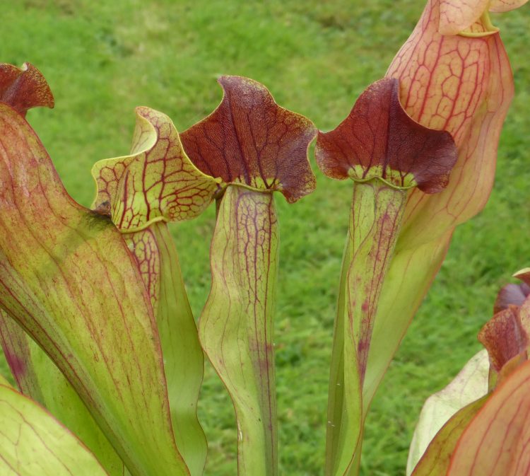 Sarracenia x exornata