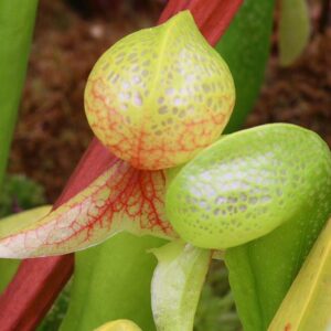 Cobra Lily - Darlingtonia californica