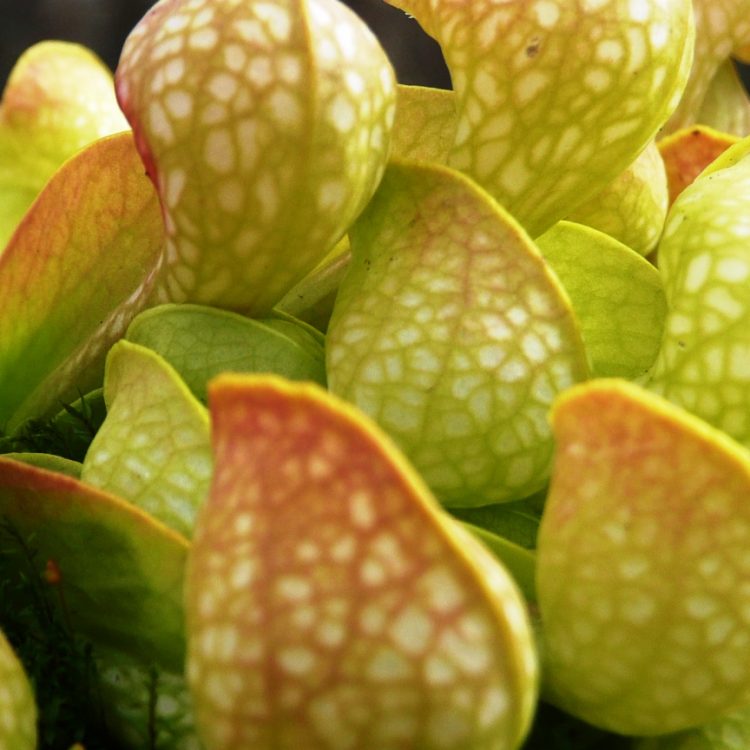 Sarracenia psittacina cv 'Golden Globe'