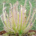 Drosera hybrida