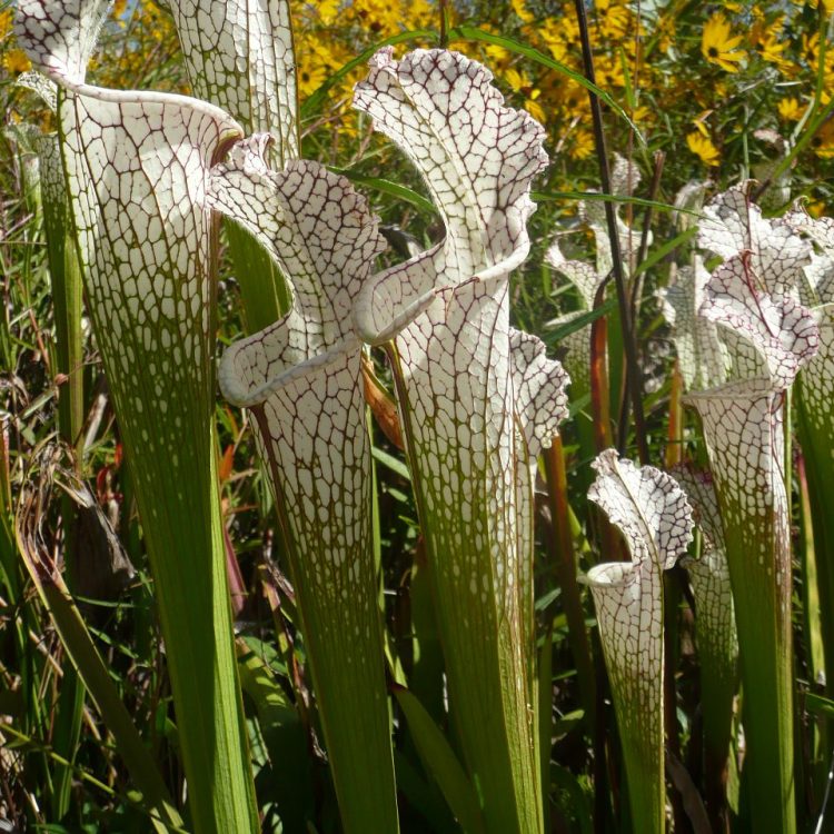 Sarracenia leucophylla White pitcher Plant