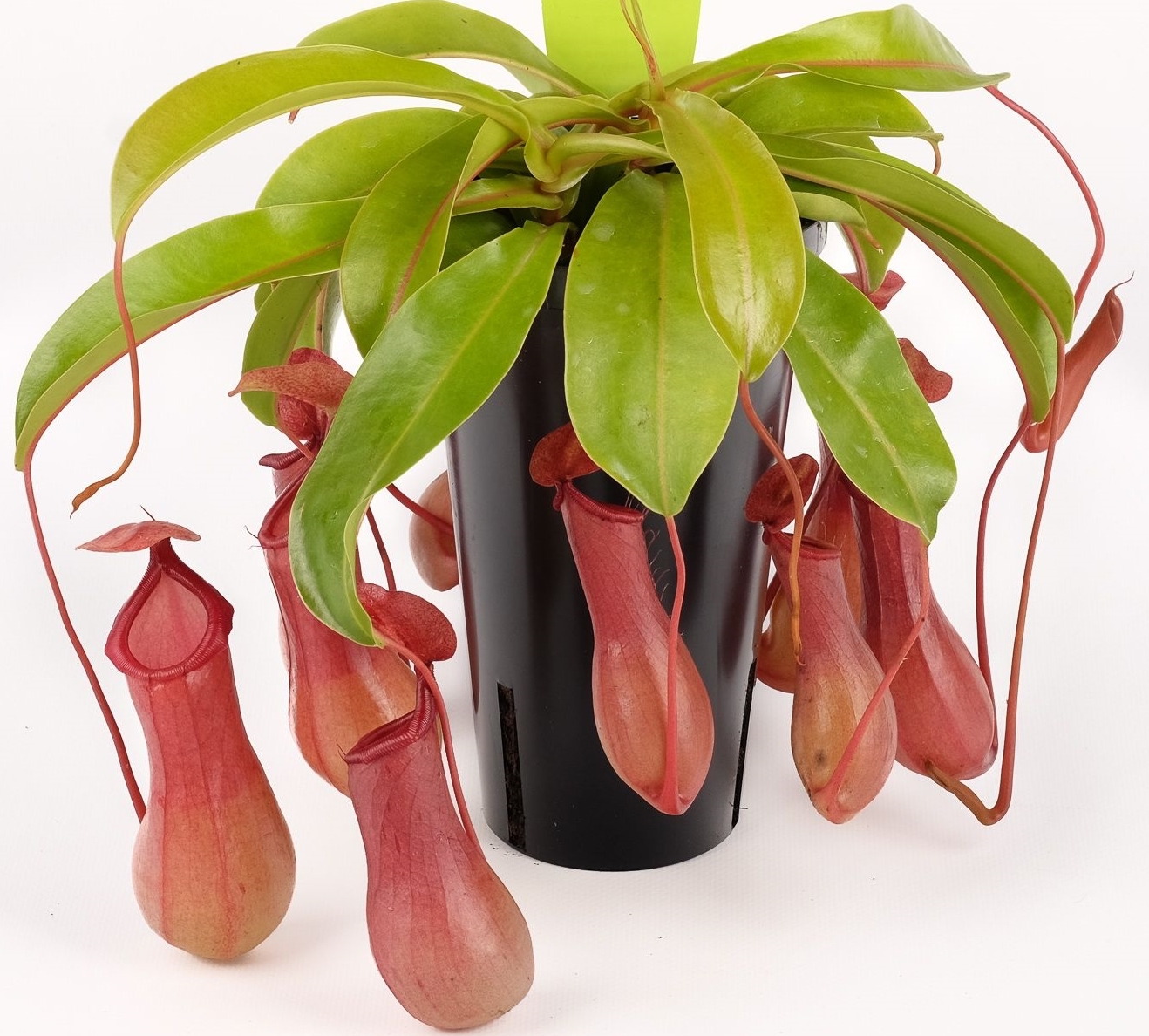 Nepenthes alata | South West Carnivorous Plants (growth venus flytraps)