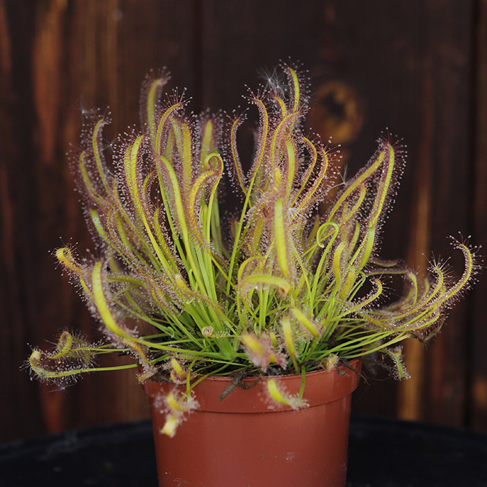 Drosera capensis alba - Cape Sundew, white form