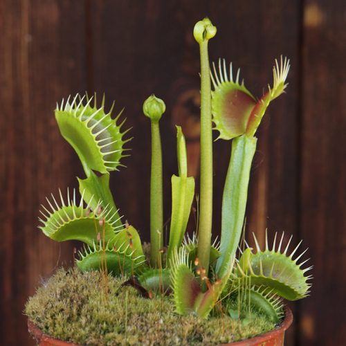 Venus Flytrap Seed Kit & Venus Flytrap Plant South West Carnivorous