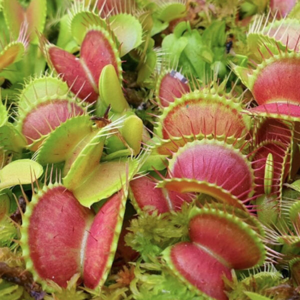 Venus Flytrap Mini Terrarium Kit South West Carnivorous Plants