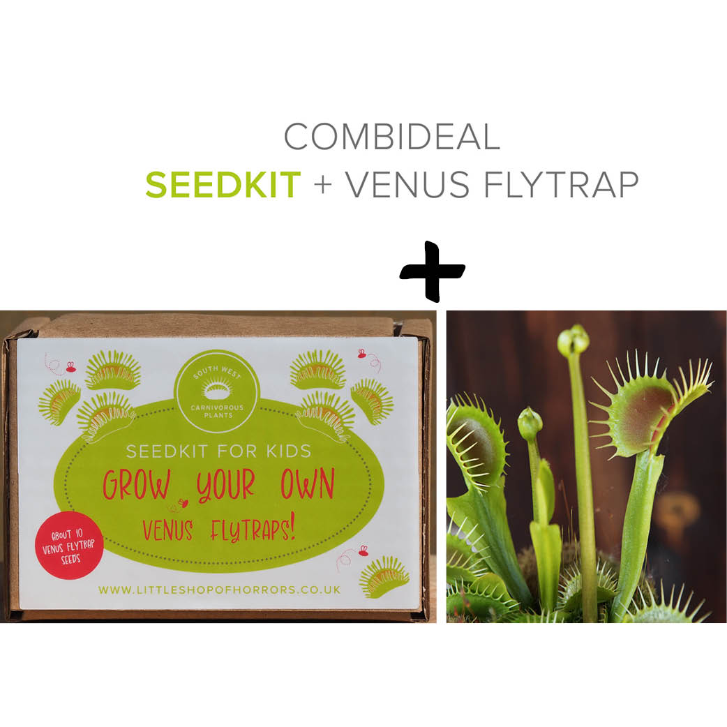 Venus Flytrap Seed Kit & Venus Flytrap Plant South West Carnivorous