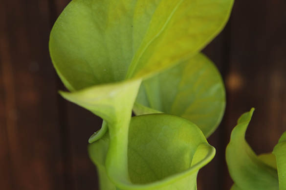 Sarracenia flava (Yellow Trumpet)