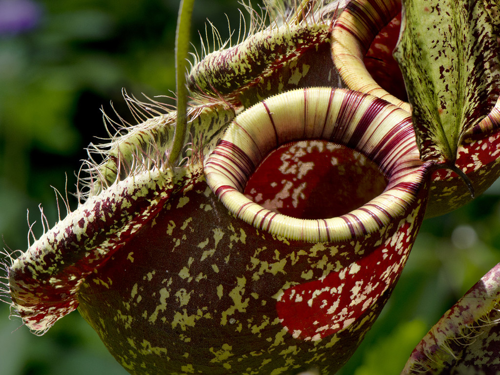 How to care for Nepenthes? | South West Carnivorous Plants