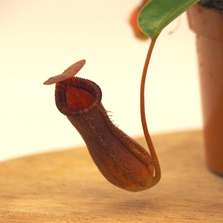 Nepenthes ventricosa x lowii - detail