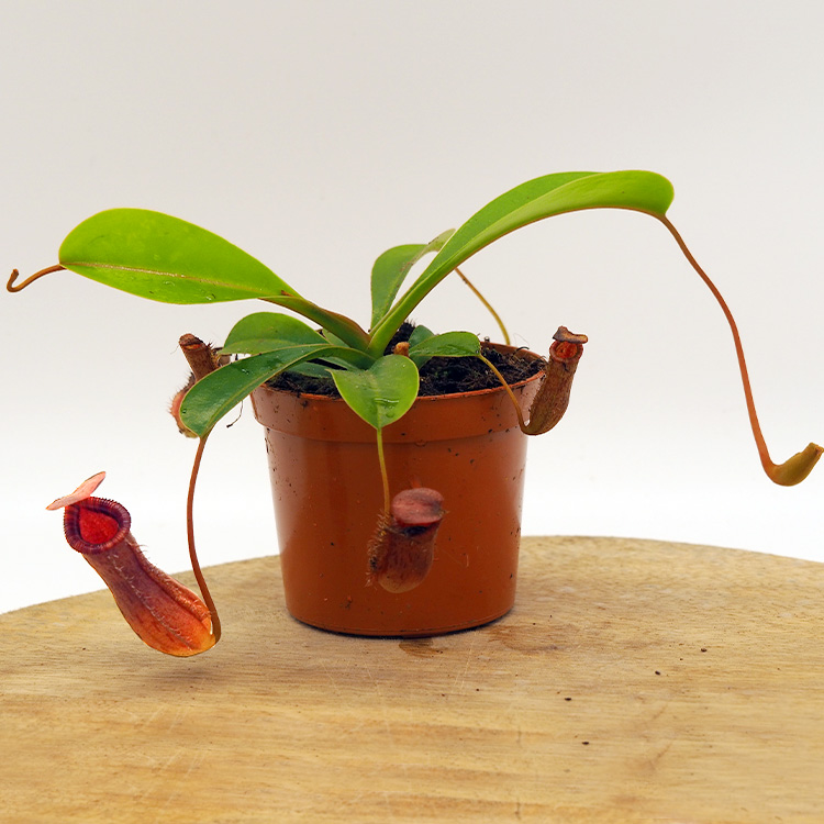 Nepenthes ventricosa x lowii
