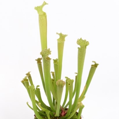 Sarracenia farnhamii hybrid
