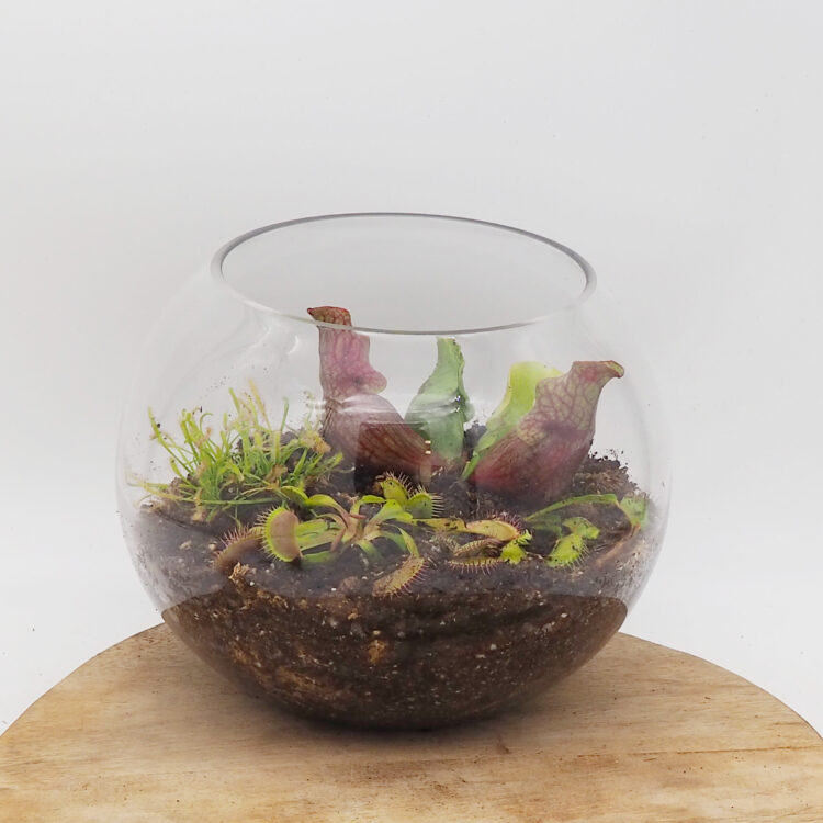 Mixed Carnivorous Plant Terrarium - Bowl Vase XL