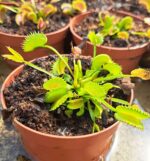 Venus Flytrap 'Zipp' small plant