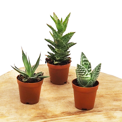 Aloe Mix