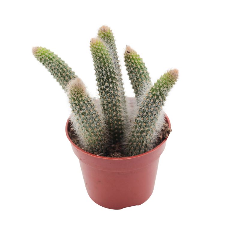 Cleistocactus colademononis 8.5