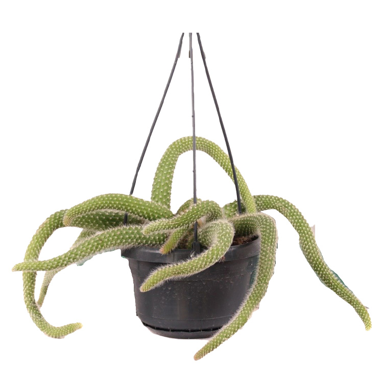 Cleistocactus winteri colademononis