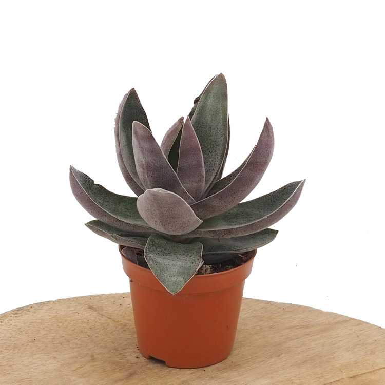 Crassula 'Garnet Lotus'
