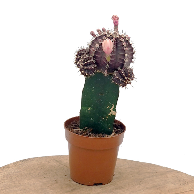 Gymnocalycium 'Black Cap'