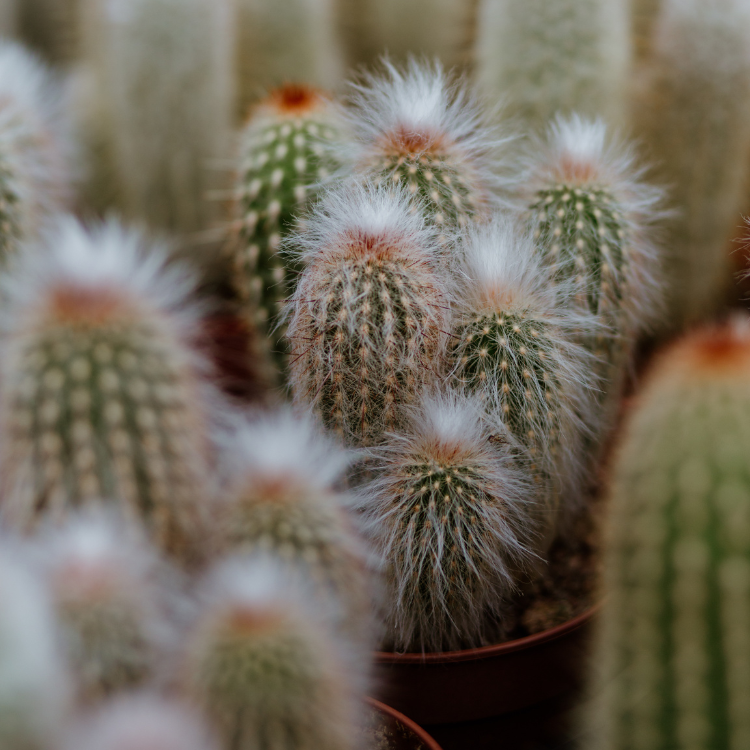 Cacti