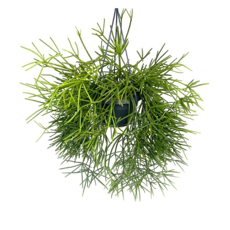 Rhipsalis-neves-armondii