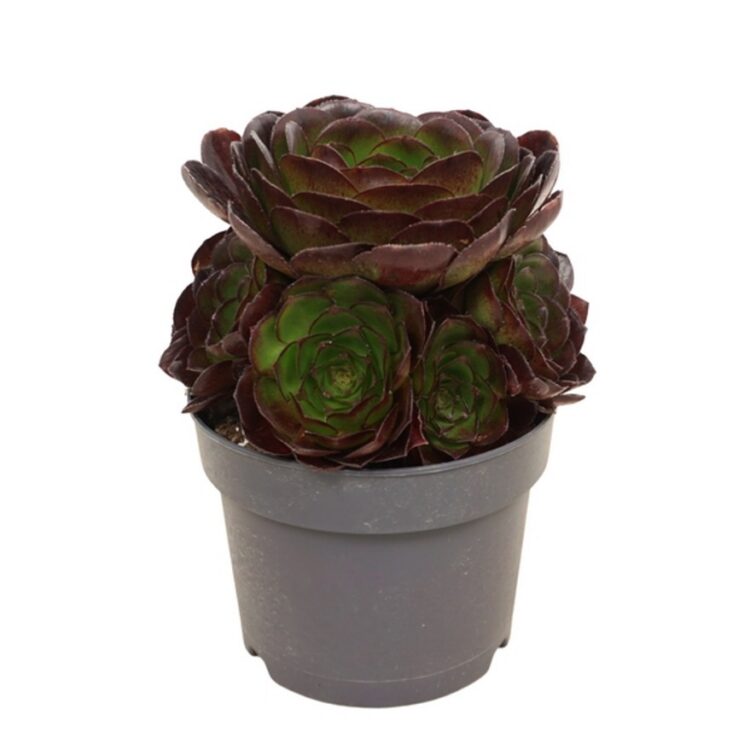 Aeonium valour 17