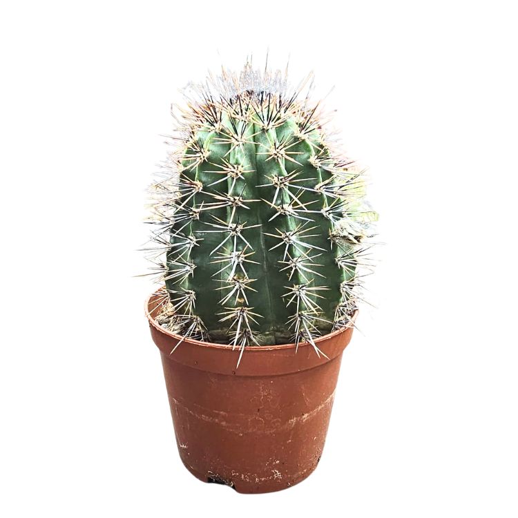 Echinopsis aurea