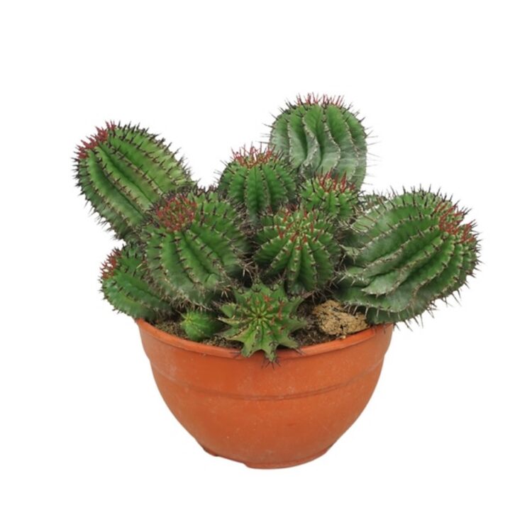 Euphorbia horrida 20