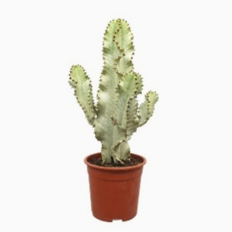 Euphorbia ingens marmorata 21