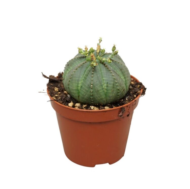 Euphorbia obesa 8.5