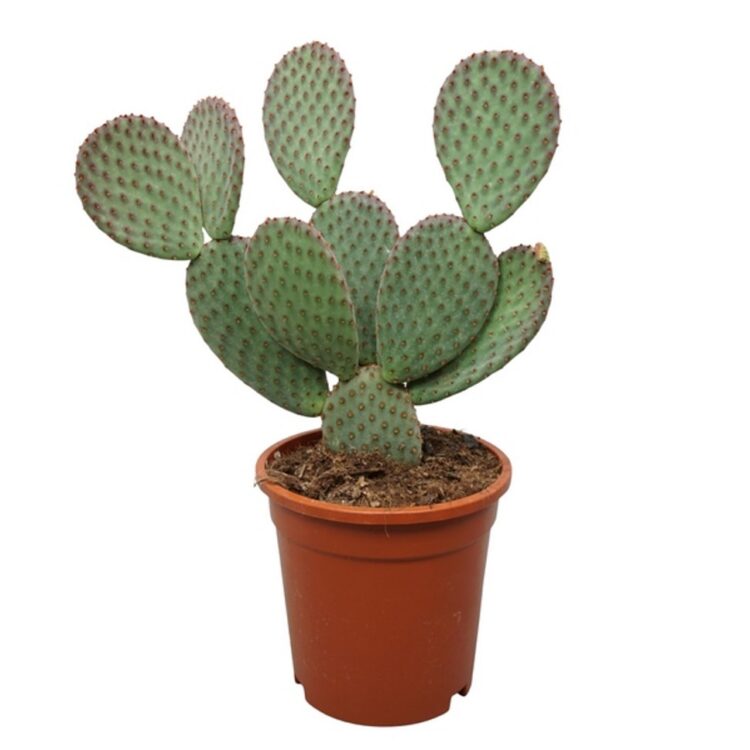 Opuntia macrocalyx