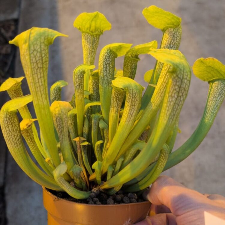 Sarracenia 'Hammerhead'