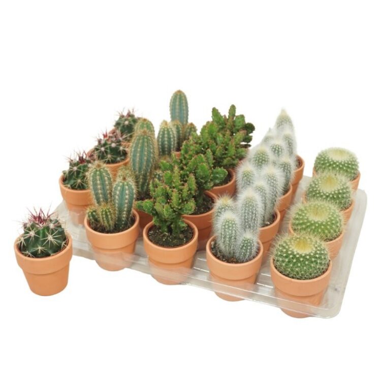 Cactus mix in Terracotta Pot 5.5 tray
